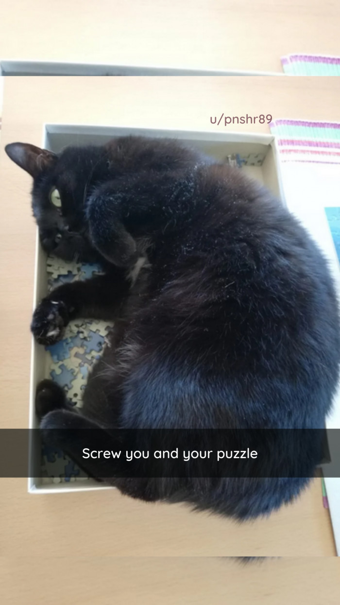 25. Cat Logic.