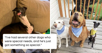 Adorable Dog Hates Being Photographed and Turns to Jelly Every Time His Dad Wants to Take a Picture of Him