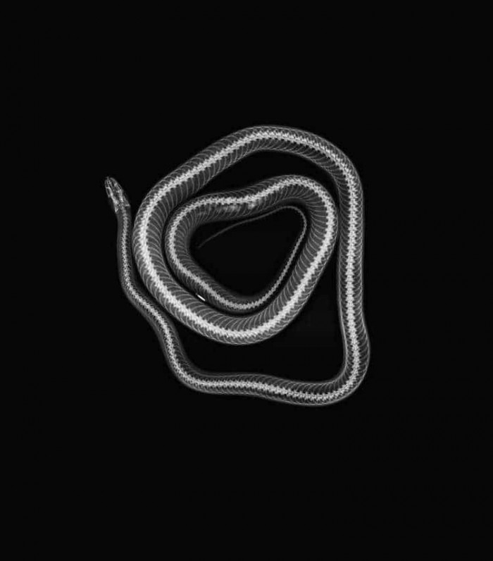 The x-ray of a corn snake.