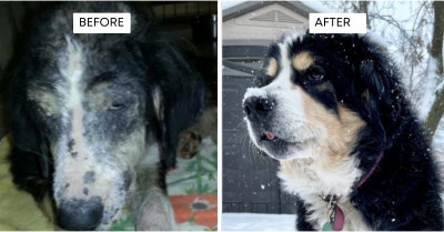19 Amazing Transformation Pictures Of Rescued Dogs That Are Sure To Make Your Heart Melt