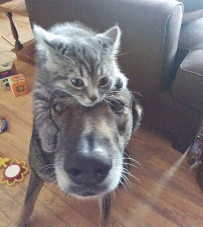11. Lucky pet owners are those who have a cat and a dog that get along, but this one takes the cake!