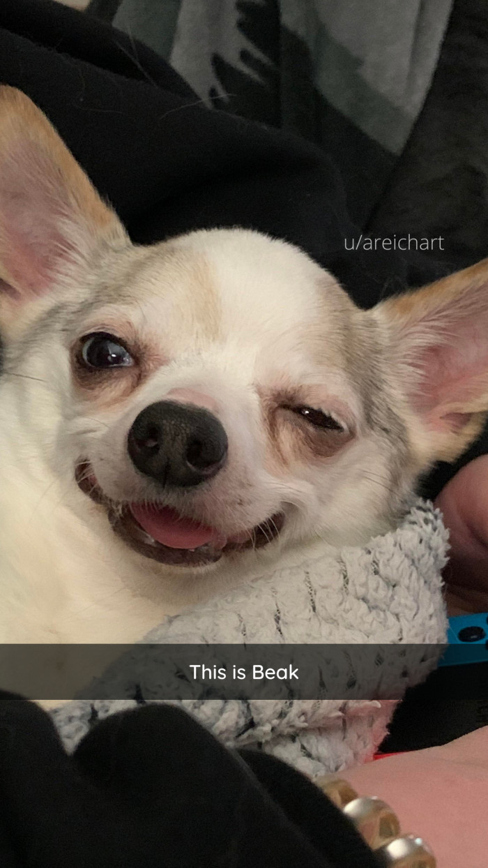 14. This dog is appropriately named, to be honest.
