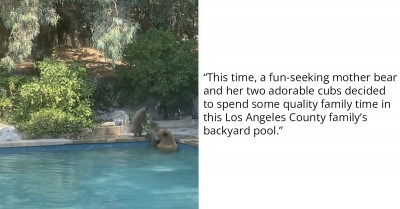 Dog Couldn't Wait To Join In After Mother Bear And Her Two Cubs Venture Into Her Family's Pool