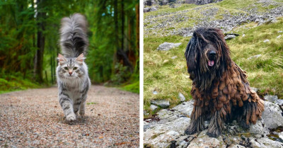 20 Pets With The Coolest Genetic Features That Make Them Super Unique