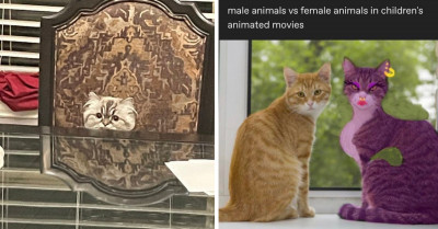 If You're a Cat Lover, Then These 14 Adorable Cat Posts Will Make Your Day