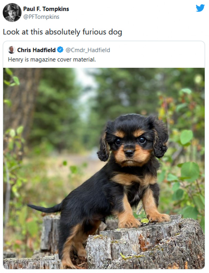 11. This dog has the angriest face I have ever seen, and there is no way for him to express his anger other than looking like this because he is teeny tiny!