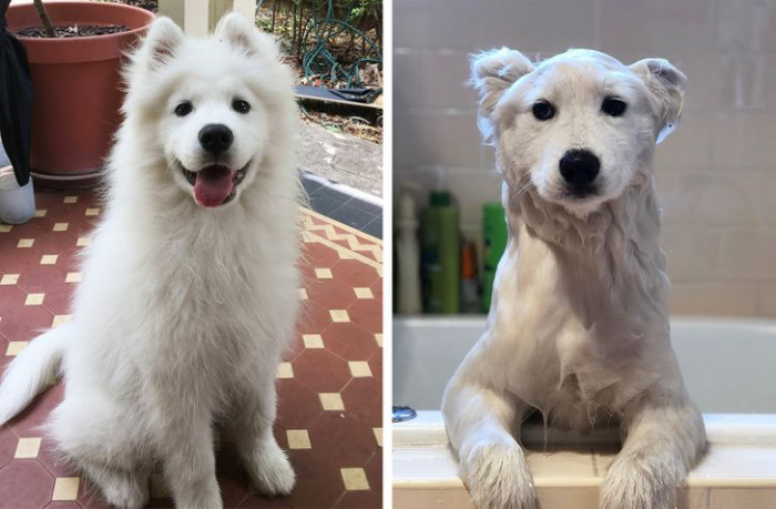 15. Face is an adorable dog, and here he is before and after taking a good bath