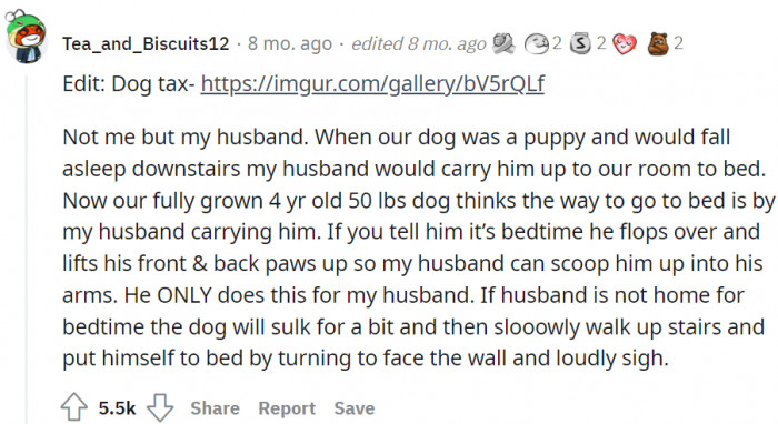 This dog loves being carried upstairs to his owners' bedroom since he was a pup, and he still enjoys it now that he's a fully grown Lab.