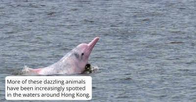 Rare Pink Dolphins Have Been Spotted As They Return To Their Original Home In Hong Kong Waters