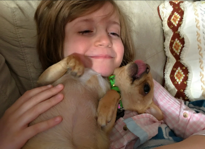 24. This chihuahua always calms this little girl during her panic attacks caused by strong medication.