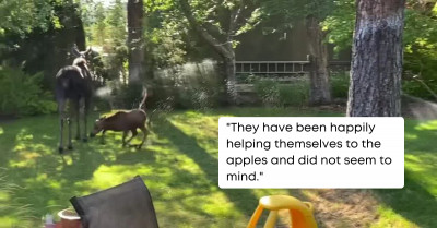 Woman Trying to Deter the Moose Family Accidentally Gave Them the Ultimate Fun Experience