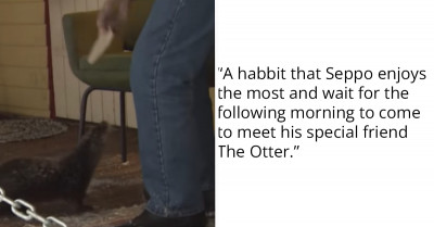 A Rare Friendship Between A Lonely Old Man And An Otter Has Become A Forever Thing