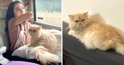 A Persian Cat Gets Reunited With His Family 365 Miles Away Thanks To A Social Media Post