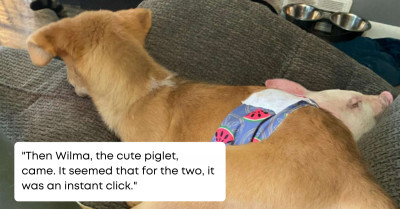 Special Needs Puppy And Rescue Piglet Become The Most Adorable Best Friends