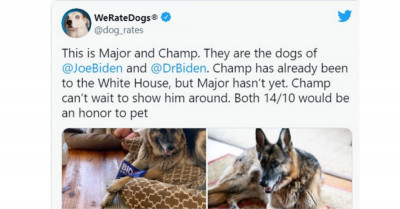 15 Adorable Dog Posts That Will Make You Smile