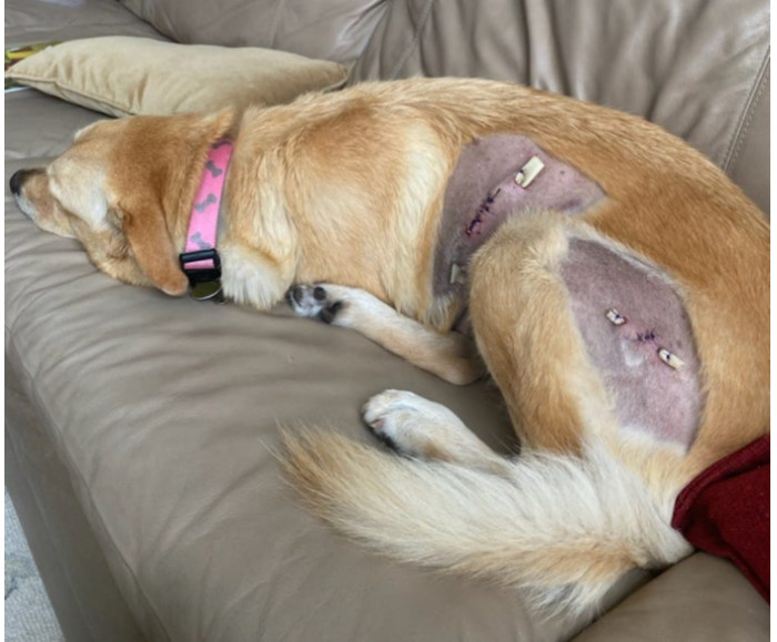 Susan was not only trying her best to fight off the alligator to free Nalu, as the gator had now changed its target to her. Susan did all she could and came down on the beast with all her weight and power. She was in such shock that she went numb and didn't feel any pain. She thought she wouldn't survive the attack yet managed to free herself from the deadly alligator. Wounded, she held herself together and drove herself and Nalu to the hospital. After receiving help from the doctors, she rushed to the vet, and Nalu went straight into surgery. The surgery was successful, and both of them returned home safely.