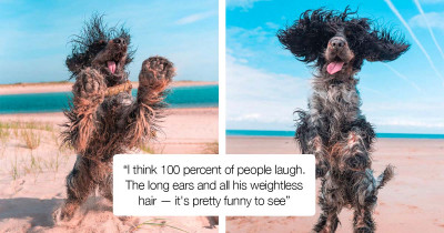 Pictures Of Long Haired Dog Going Bonkers At The Beach Will Make You Smile