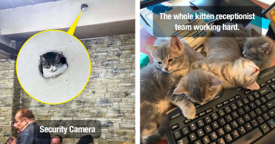Adorable Cats Who Have Very Important And Very Specific Jobs