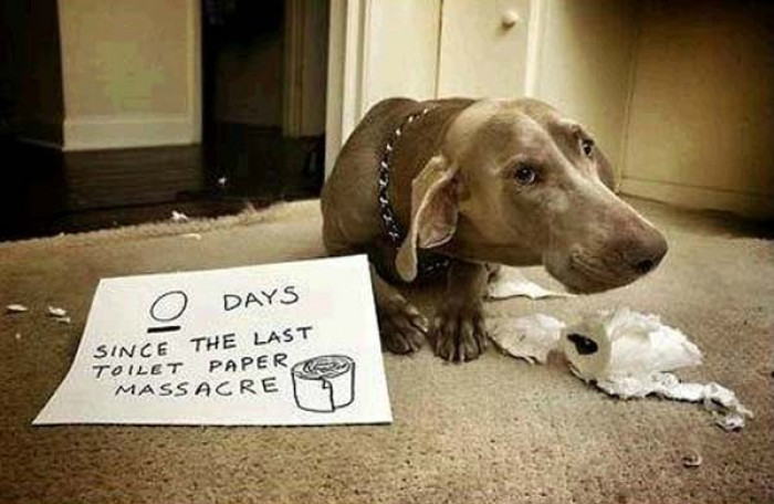 14. Toilet paper is never safe with this dog around