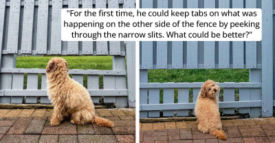 "Fence Window" Was All This Adorable Puppy Needed, So The Owner Built It
