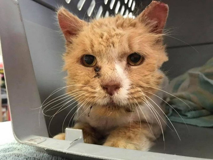 “I knew I had to make the 1-1/2 hour drive up to Salisbury to visit him. It was love at first sight,” said his new fur mom, Donna Atkins, after seeing his photos on the internet.