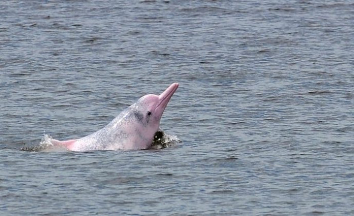 This pink river dolphin is really cute