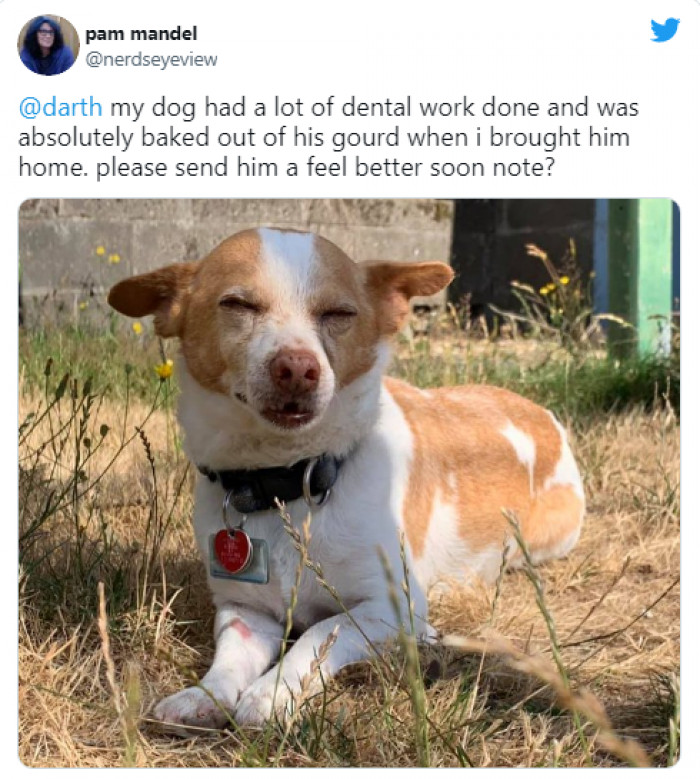 18. This cute little pup needs a "feel better soon" note. What are you writing for him?
