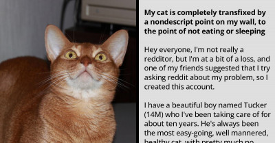 Man Tries to Figure Out Why His Cat Is Suddenly Fascinated with One Wall in His Home and Discovers a Secret Basement That Puts His House at Risk of Collapsing