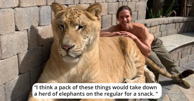 This Cat Is A Freak Of Nature, And It's Bigger Than Any Feline You've Ever Seen