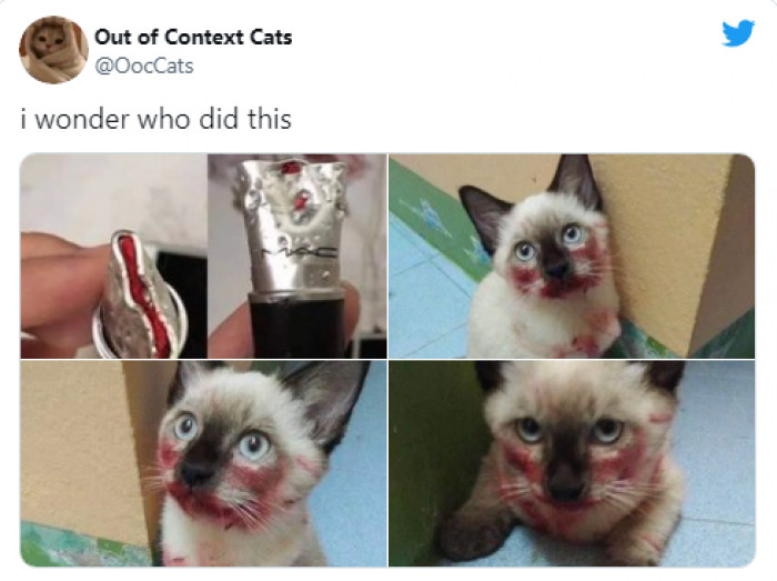15. When your cat does something naughty and gives you that cute, hypnotic look.