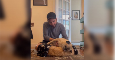 Pug Who Refuses to Stay Up Goes Viral On TikTok Because Of How Incredibly Lazy He Is