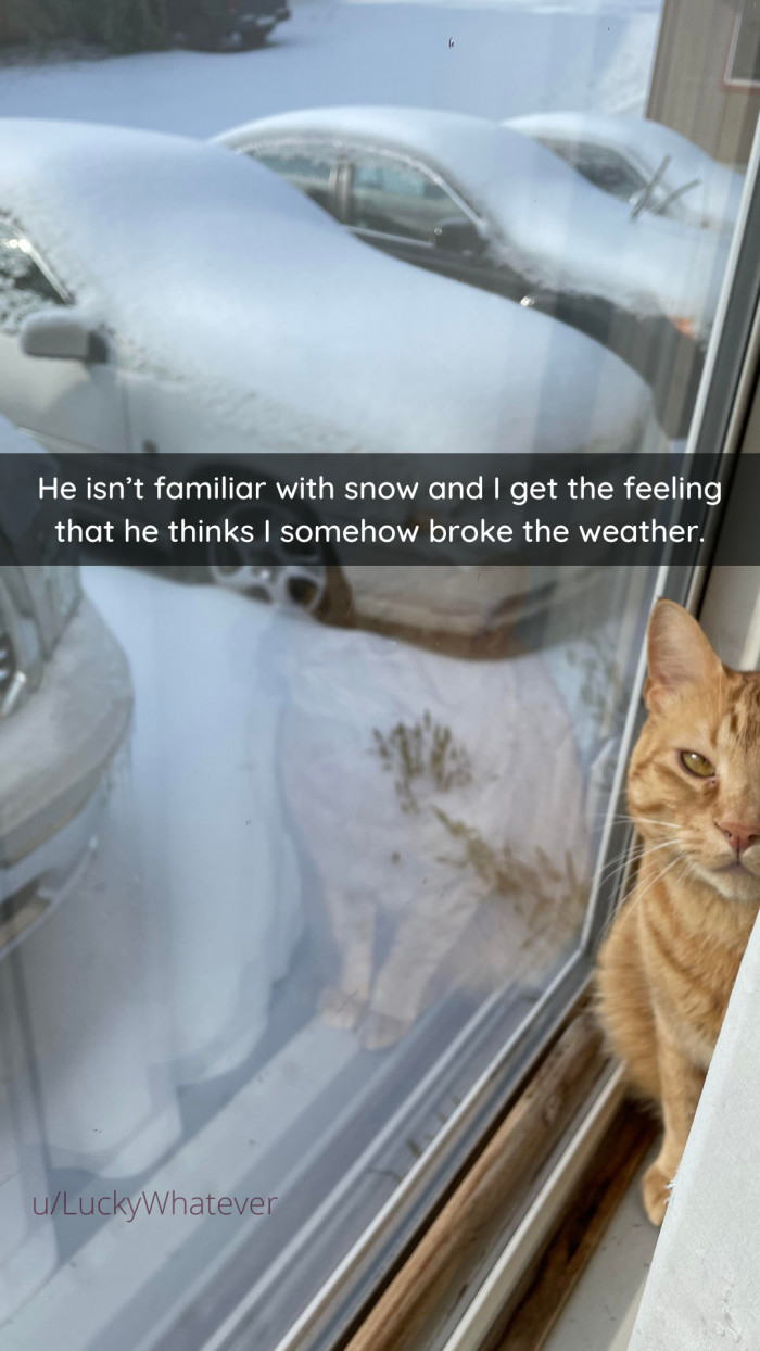 3. Are your cats familiar with snow?