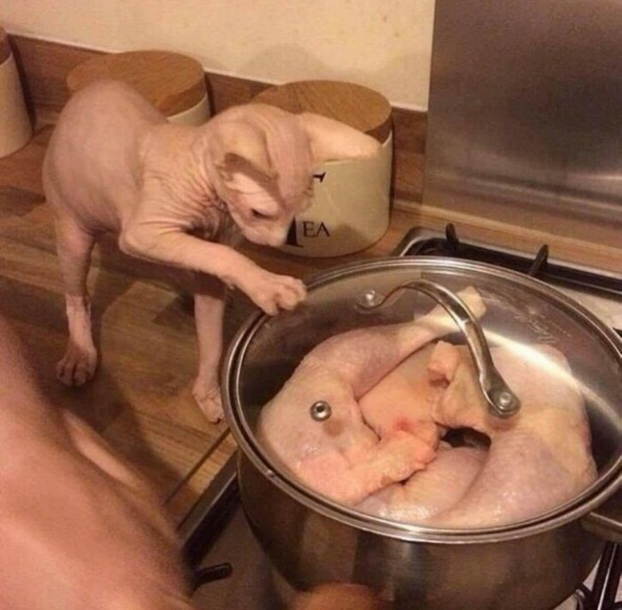 5. When a Sphynx cat mistakes chickens for their species.