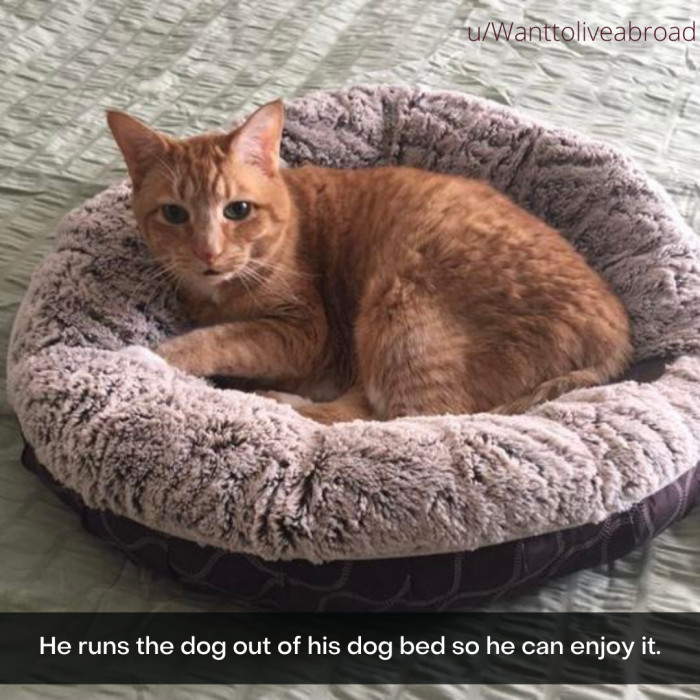 2. That's just cat logic, of course.