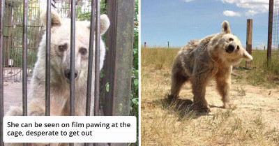 Beautiful Bear With Sad Eyes Rescued After 30 Years Locked In A Tiny Cage