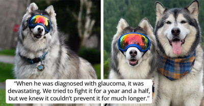Blind Husky Dog Finds New Joy In Life When He Gets His Own 'Guide Dog'