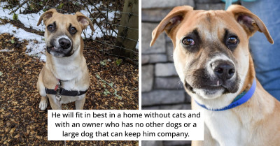 Handsome Dog With A Crooked Smile Is Waiting For His Forever Family After Previous Owners Returned Him To The Shelter