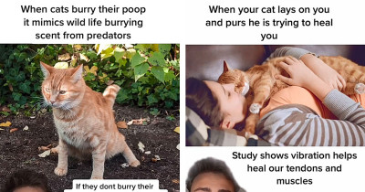 Guy Shares Cat Facts He Swears You Won't Know