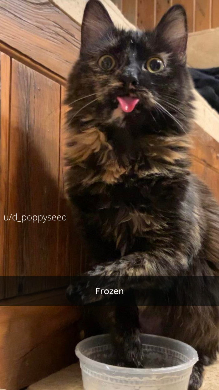 8. Error: cat.exe cannot be found.