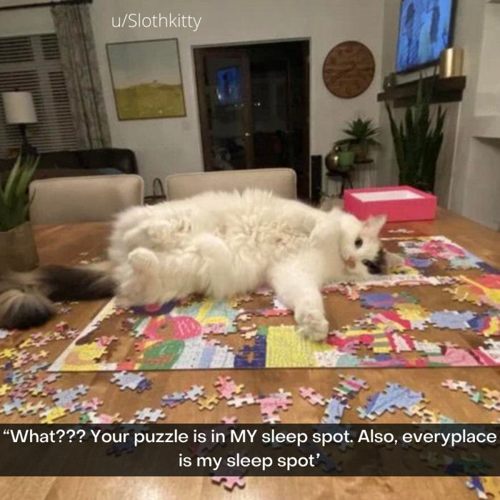 6. The cat claimed it first!