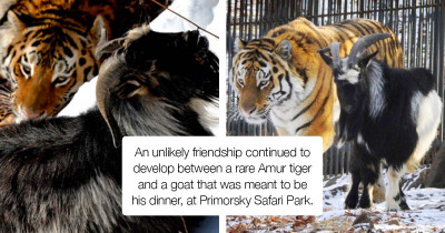 Goat Becomes Best Pal to This Tiger Instead of a Delicious Meal, and It's as Adorable as You'd Expect