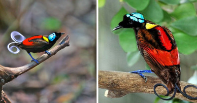 The Wilson's Bird Of Paradise Is Utterly Exquisite