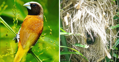 Introducing The Chestnut-Breasted Mannikin, A Beautiful Bird With Faint Shades Of Brown And A Good-Looking Tail