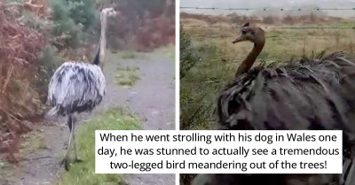 Man Comes Across A Six-Foot Bird While Taking His Dog For A Stroll, And The Photos He Took Of It Are Stunning