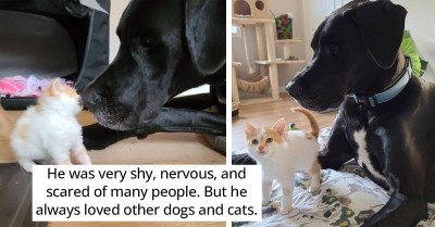 Great Dane Steps Up To Be A Foster Parent To Kittens, Proving That Big Dogs Have Big Hearts