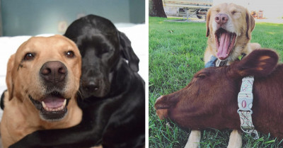 20+ Pawesome Photos That Show Two Is Better Than One When It Comes To Having Pets