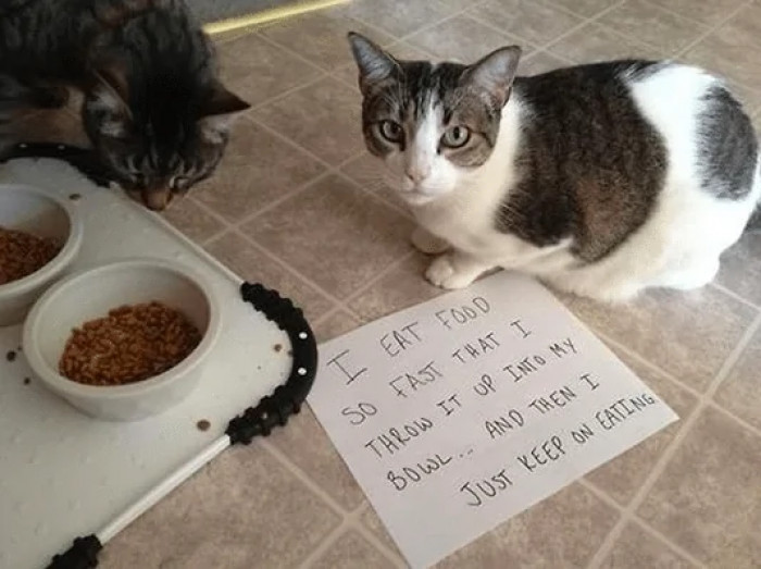 10. I eat food so fast that I throw it up into my bowl.