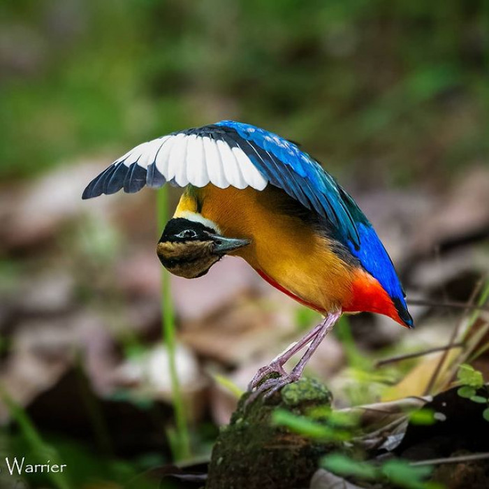 These birds are effortlessly cute