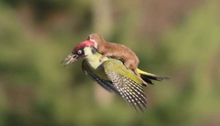 While taking the photos, Le-May saw that there was another animal hitching a ride on the woodpecker.