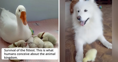 The Internet Is Loving This Heartwarming Video Of An Adorable Goose Babysitting For The Puppies Of Her Dog BFF